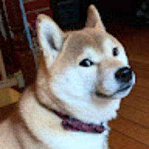 Meet your Posher, Jude